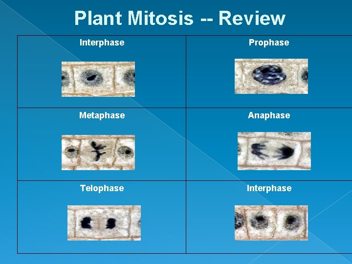 Plant Mitosis -- Review Interphase Prophase Metaphase Anaphase Telophase Interphase 