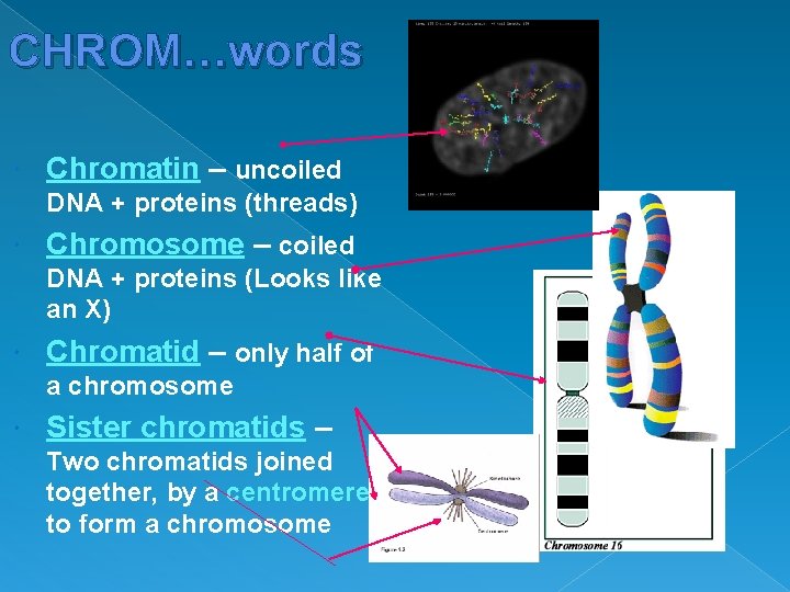 CHROM…words Chromatin – uncoiled DNA + proteins (threads) Chromosome – coiled DNA + proteins