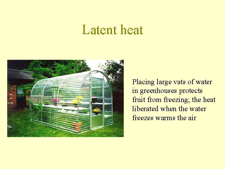 Latent heat Placing large vats of water in greenhouses protects fruit from freezing; the