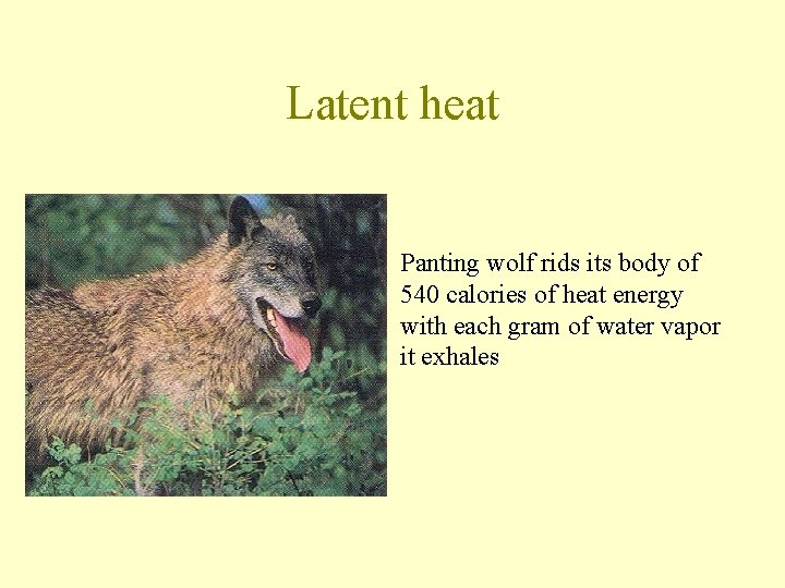 Latent heat Panting wolf rids its body of 540 calories of heat energy with