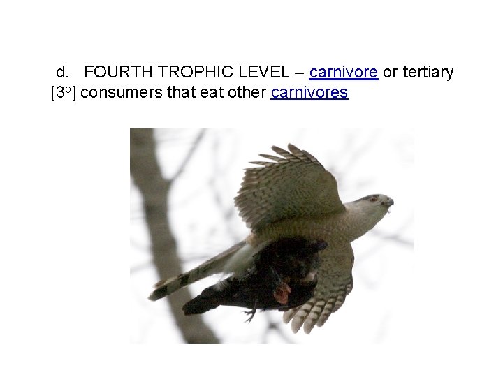 d. FOURTH TROPHIC LEVEL – carnivore or tertiary [3 o] consumers that eat other