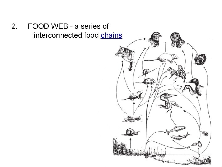 2. FOOD WEB - a series of interconnected food chains 