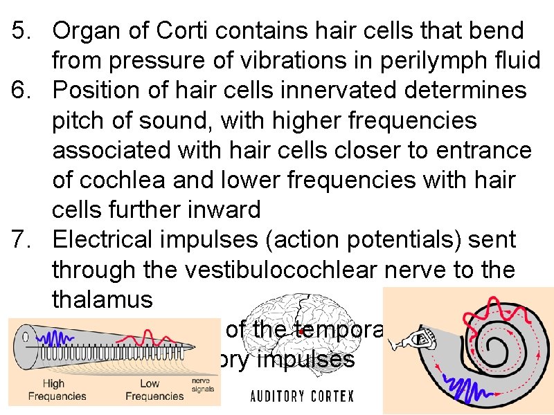 5. Organ of Corti contains hair cells that bend from pressure of vibrations in