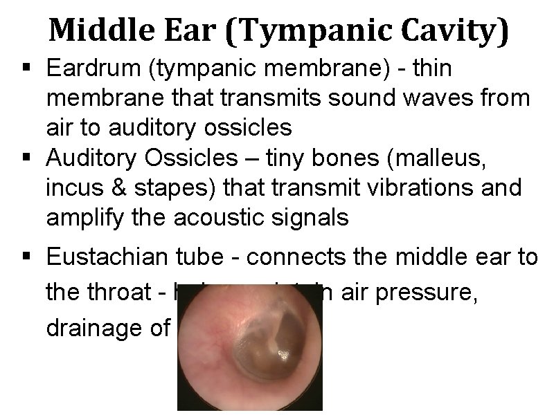 Middle Ear (Tympanic Cavity) § Eardrum (tympanic membrane) - thin membrane that transmits sound