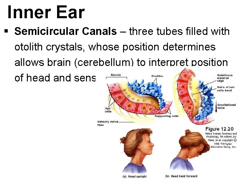 Inner Ear § Semicircular Canals – three tubes filled with otolith crystals, whose position