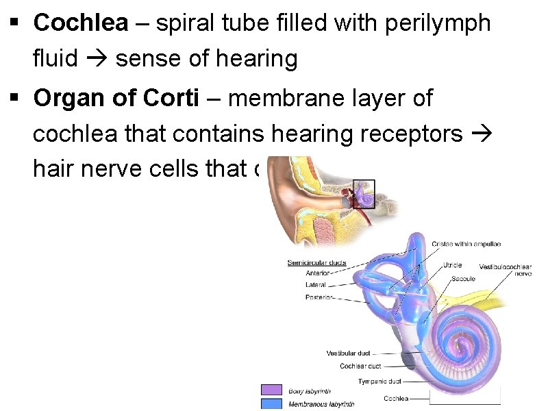 § Cochlea – spiral tube filled with perilymph fluid sense of hearing § Organ