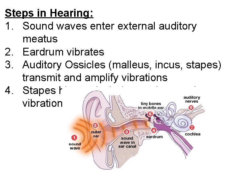Steps in Hearing: 1. Sound waves enter external auditory meatus 2. Eardrum vibrates 3.