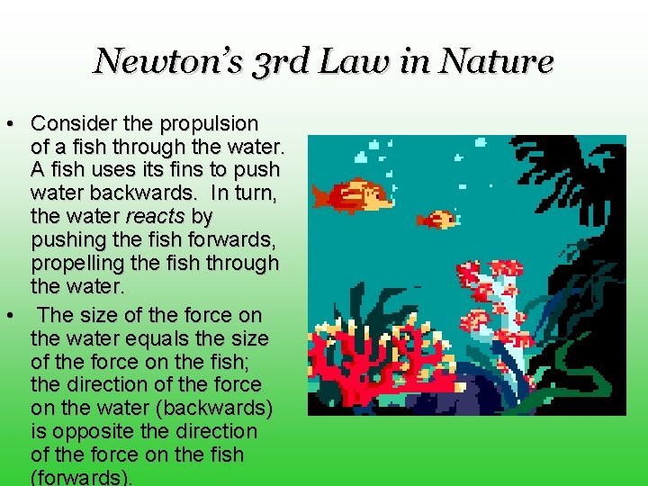 Newton’s 3 rd Law in Nature • Consider the propulsion of a fish through