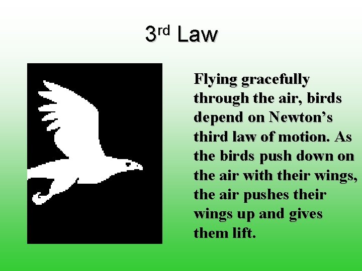 3 rd Law Flying gracefully through the air, birds depend on Newton’s third law