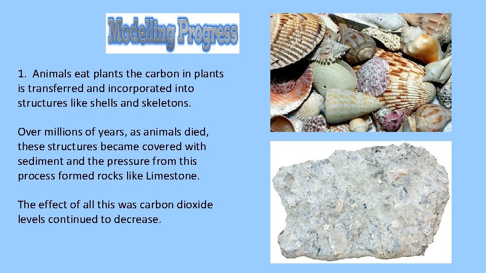 1. Animals eat plants the carbon in plants is transferred and incorporated into structures 1. Animals eat plants the carbon in plants is transferred and incorporated into structures