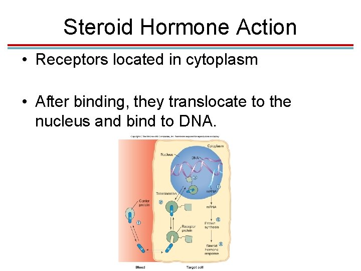 Steroid Hormone Action • Receptors located in cytoplasm • After binding, they translocate to