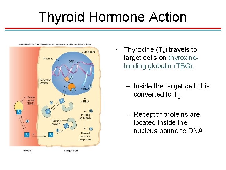 Thyroid Hormone Action • Thyroxine (T 4) travels to target cells on thyroxinebinding globulin