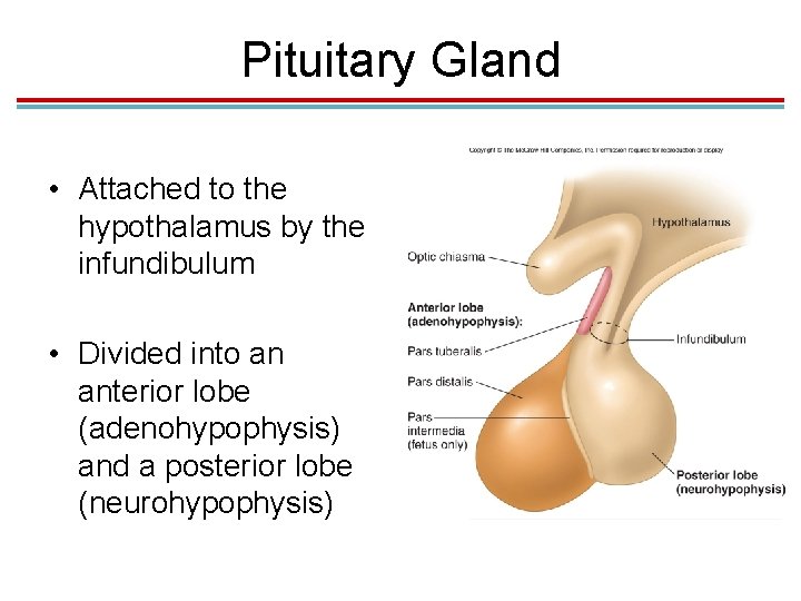 Pituitary Gland • Attached to the hypothalamus by the infundibulum • Divided into an