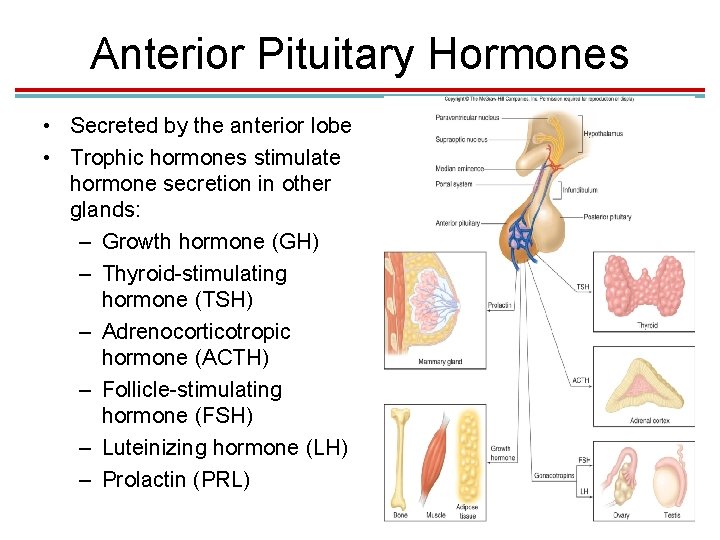 Anterior Pituitary Hormones • Secreted by the anterior lobe • Trophic hormones stimulate hormone