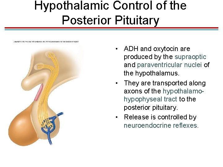 Hypothalamic Control of the Posterior Pituitary • ADH and oxytocin are produced by the