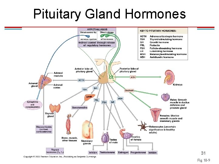 Pituitary Gland Hormones 31 Fig 18 -9 