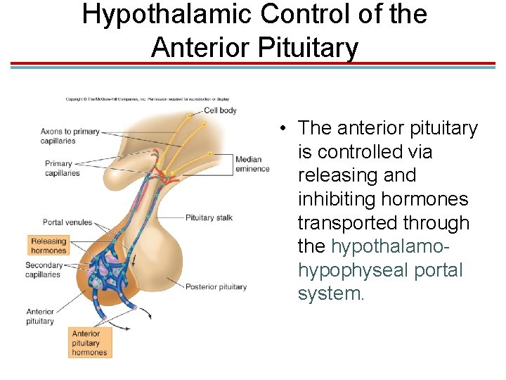 Hypothalamic Control of the Anterior Pituitary • The anterior pituitary is controlled via releasing