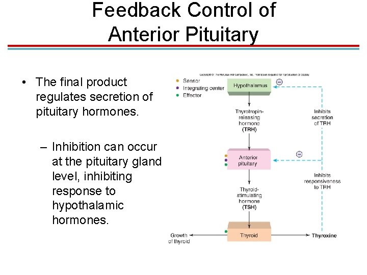 Feedback Control of Anterior Pituitary • The final product regulates secretion of pituitary hormones.