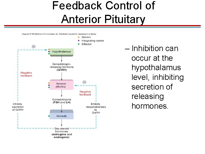 Feedback Control of Anterior Pituitary – Inhibition can occur at the hypothalamus level, inhibiting