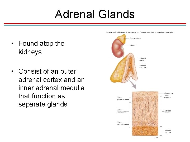 Adrenal Glands • Found atop the kidneys • Consist of an outer adrenal cortex