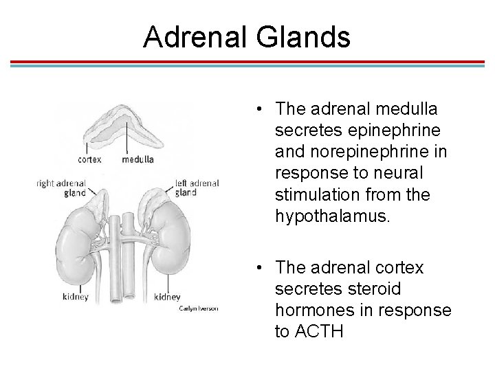 Adrenal Glands • The adrenal medulla secretes epinephrine and norepinephrine in response to neural