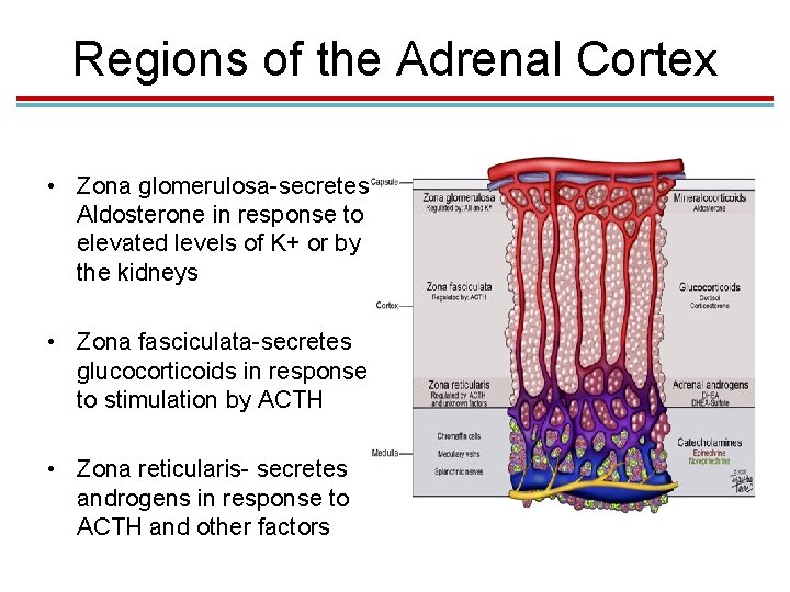 Regions of the Adrenal Cortex • Zona glomerulosa-secretes Aldosterone in response to elevated levels