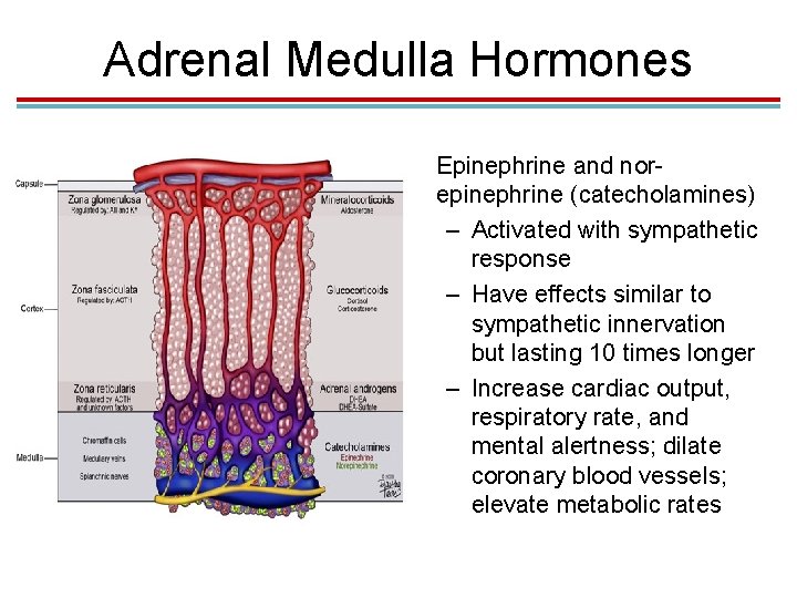 Adrenal Medulla Hormones • Epinephrine and norepinephrine (catecholamines) – Activated with sympathetic response –