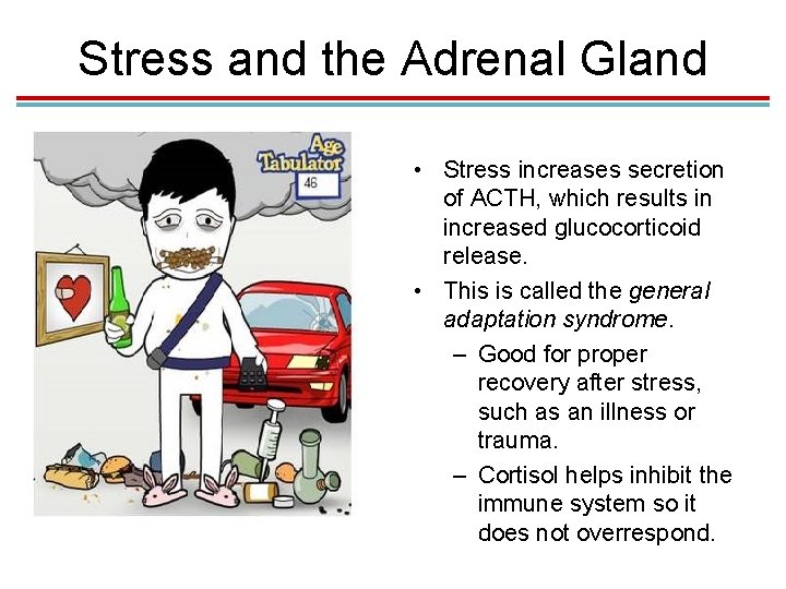 Stress and the Adrenal Gland • Stress increases secretion of ACTH, which results in