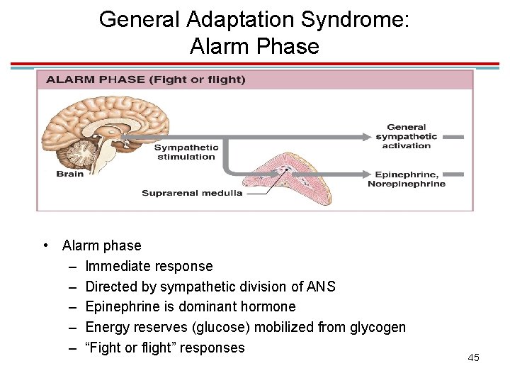 General Adaptation Syndrome: Alarm Phase • Alarm phase – Immediate response – Directed by