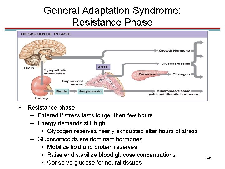 General Adaptation Syndrome: Resistance Phase • Resistance phase – Entered if stress lasts longer