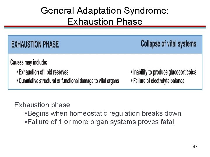 General Adaptation Syndrome: Exhaustion Phase Exhaustion phase • Begins when homeostatic regulation breaks down