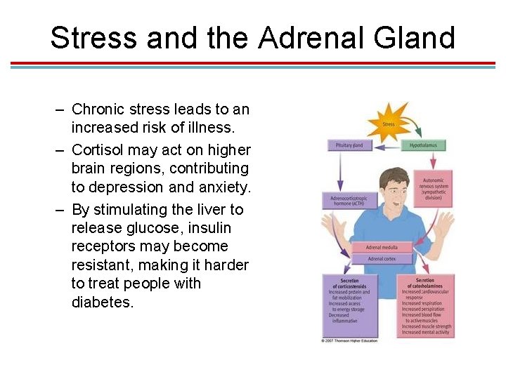 Stress and the Adrenal Gland – Chronic stress leads to an increased risk of