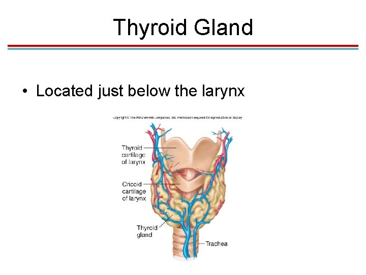 Thyroid Gland • Located just below the larynx 