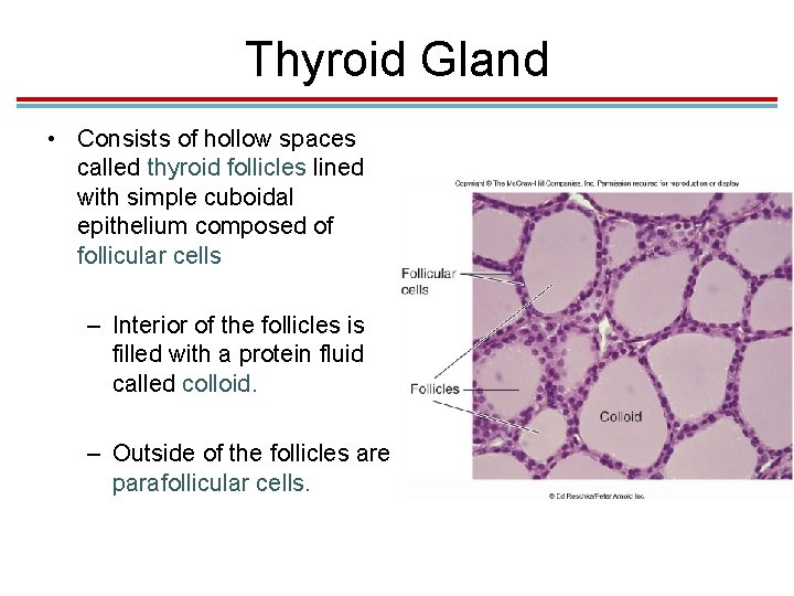 Thyroid Gland • Consists of hollow spaces called thyroid follicles lined with simple cuboidal