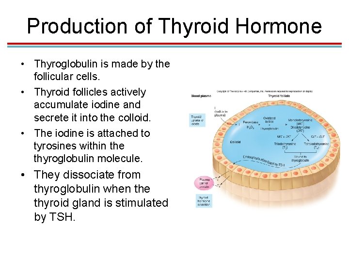 Production of Thyroid Hormone • Thyroglobulin is made by the follicular cells. • Thyroid