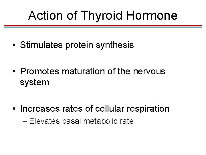 Action of Thyroid Hormone • Stimulates protein synthesis • Promotes maturation of the nervous