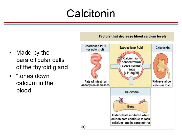 Calcitonin • Made by the parafollicular cells of the thyroid gland. • “tones down”