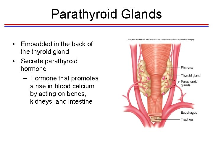 Parathyroid Glands • Embedded in the back of the thyroid gland • Secrete parathyroid