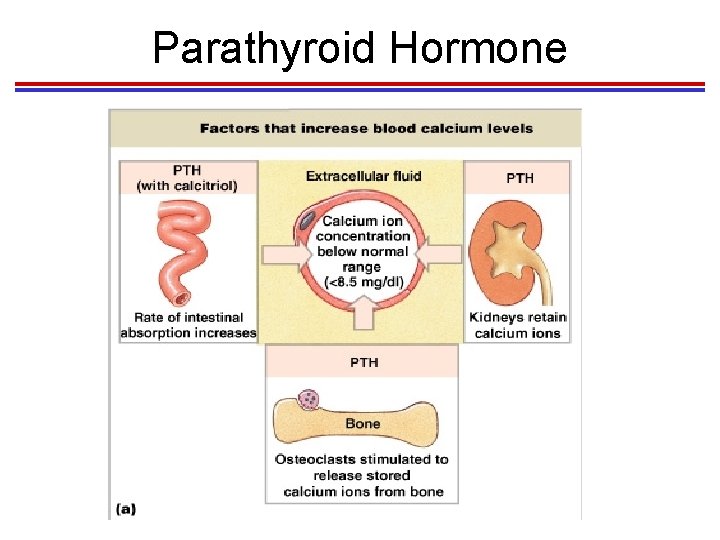 Parathyroid Hormone 