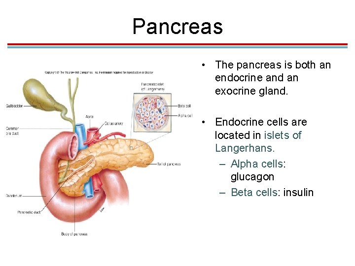 Pancreas • The pancreas is both an endocrine and an exocrine gland. • Endocrine