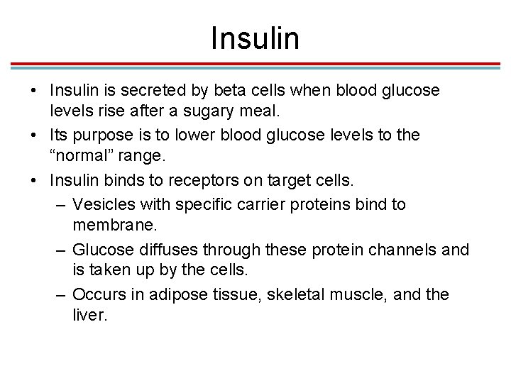 Insulin • Insulin is secreted by beta cells when blood glucose levels rise after