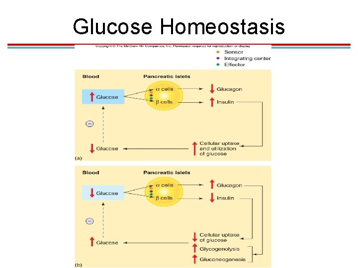 Glucose Homeostasis 