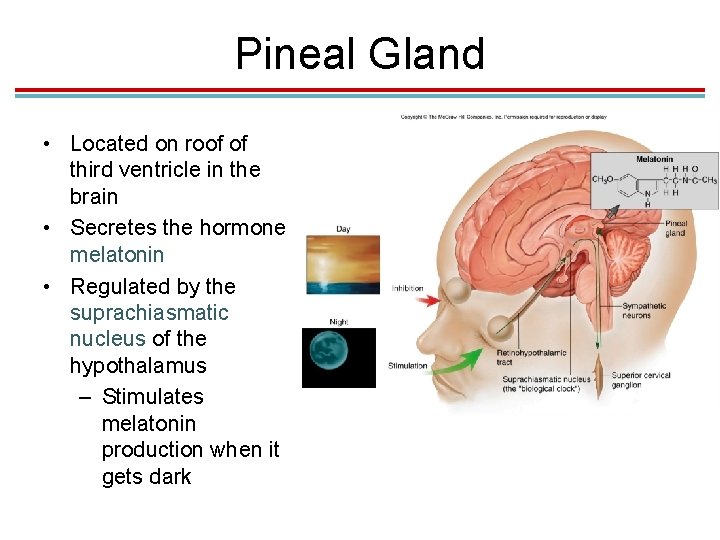 Pineal Gland • Located on roof of third ventricle in the brain • Secretes