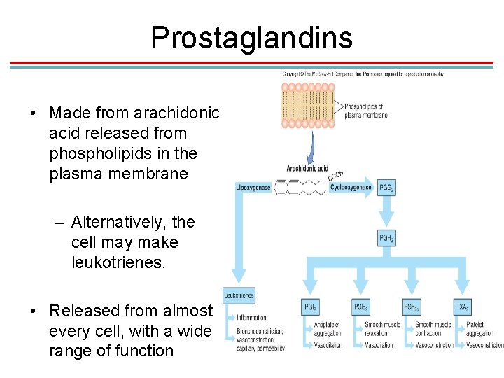 Prostaglandins • Made from arachidonic acid released from phospholipids in the plasma membrane –