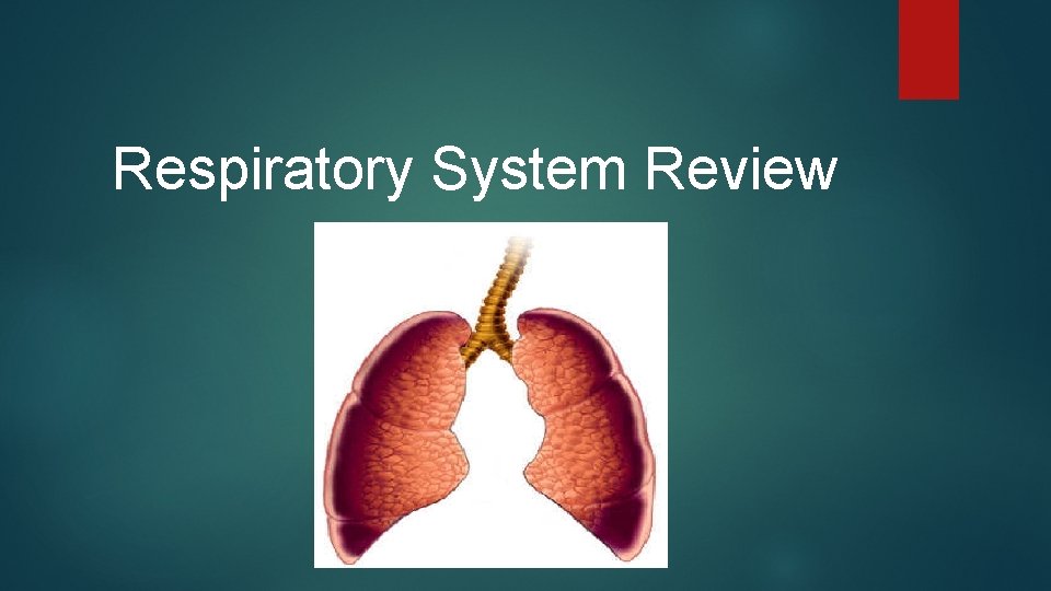 Respiratory System Review 