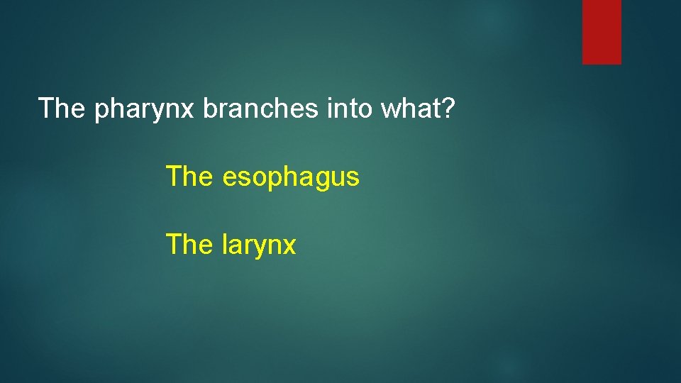 The pharynx branches into what? The esophagus The larynx 