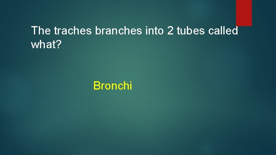 The traches branches into 2 tubes called what? Bronchi 