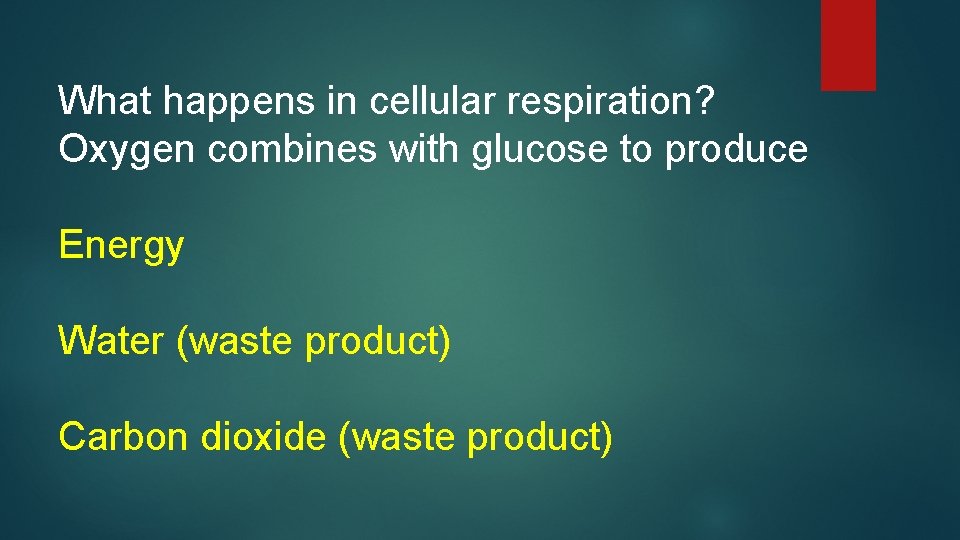 What happens in cellular respiration? Oxygen combines with glucose to produce Energy Water (waste