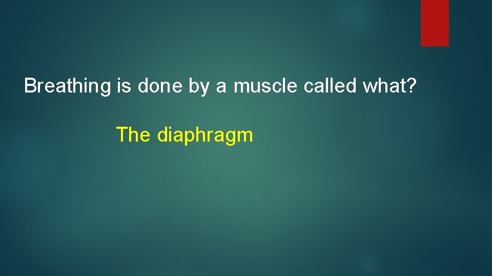 Breathing is done by a muscle called what? The diaphragm 