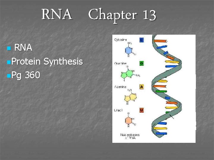 RNA Chapter 13 RNA n. Protein Synthesis n. Pg 360 n 